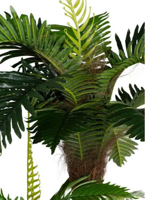 Planta Palmera Zeus... 2